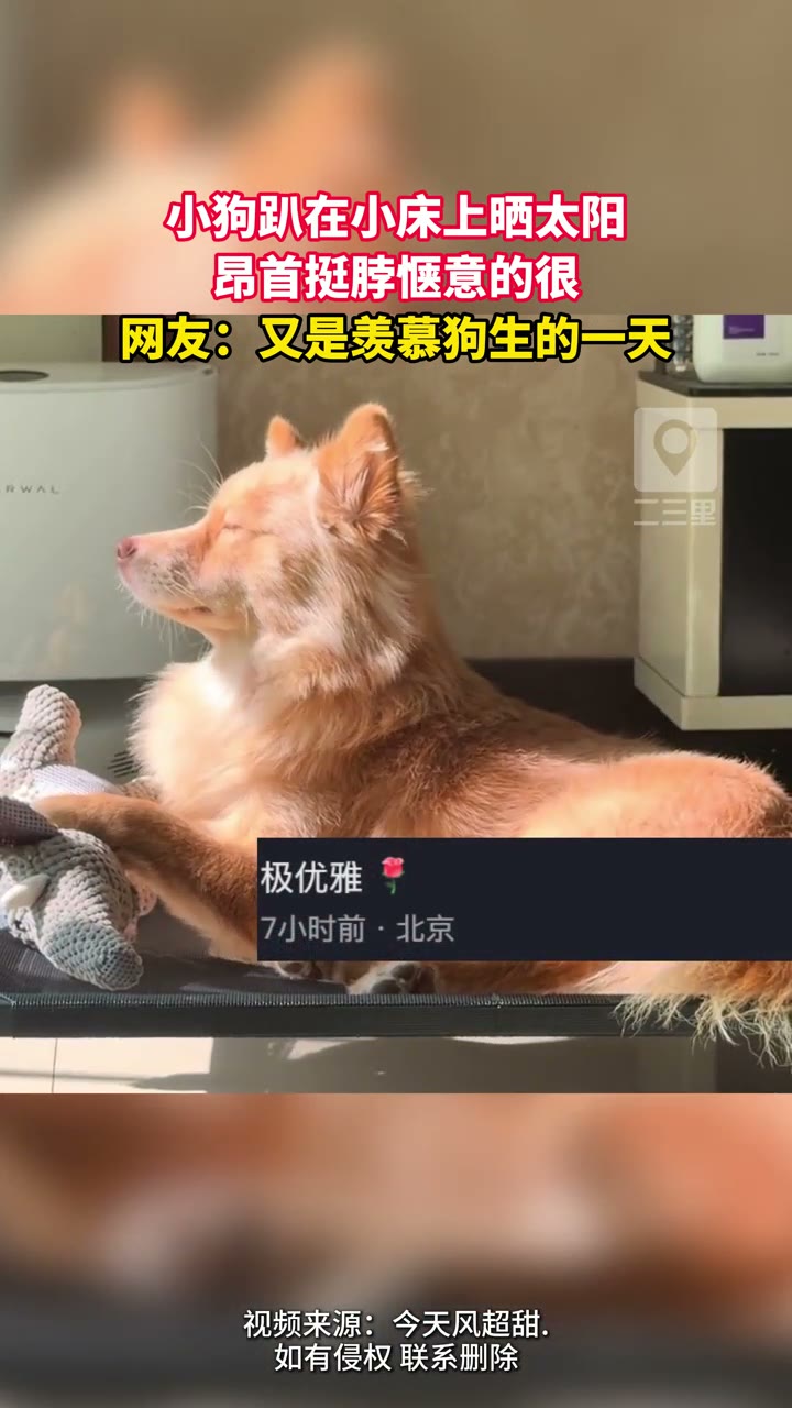 小狗躺在小床上晒太阳 昂首挺脖惬意得很