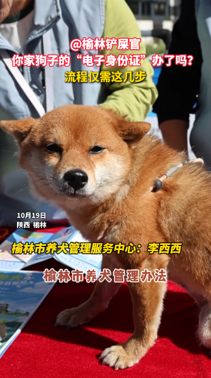 @榆林铲屎官 你家狗子的“电子身份证”办了吗？ 流程仅需这几步