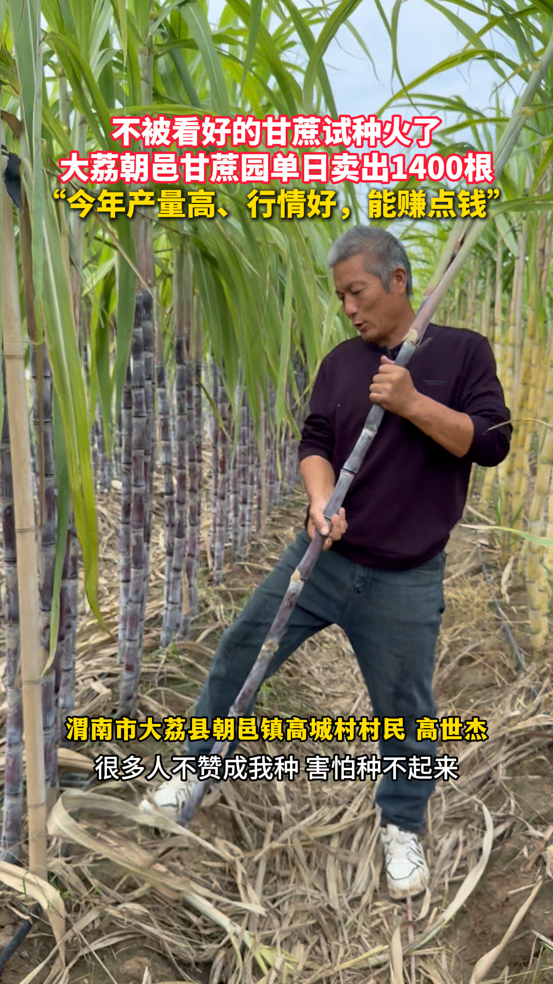 不被看好的甘蔗试种火了 大荔朝邑甘蔗园单日卖出1400根 “今年产量高、行情好，能赚点钱”