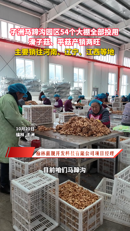 子洲马蹄沟园区54个大棚全部投用 滑子菇、平菇产销两旺 主要销往河南、辽宁、江西等地