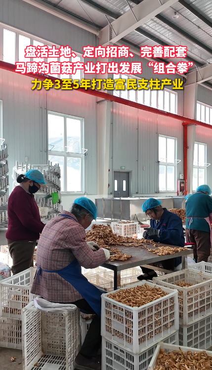 盘活土地、定向招商、完善配套  马蹄沟菌菇产业打出发展“组合拳” 力争3至5年打造富民支柱产业