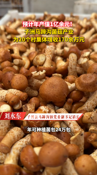 预计年产值1亿余元！ 子洲马蹄沟菌菇产业 为20个村集体增收170余万元
